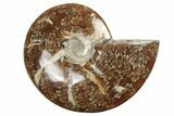 5.5" Polished Ammonite Fossil - Madagascar - #199189-1